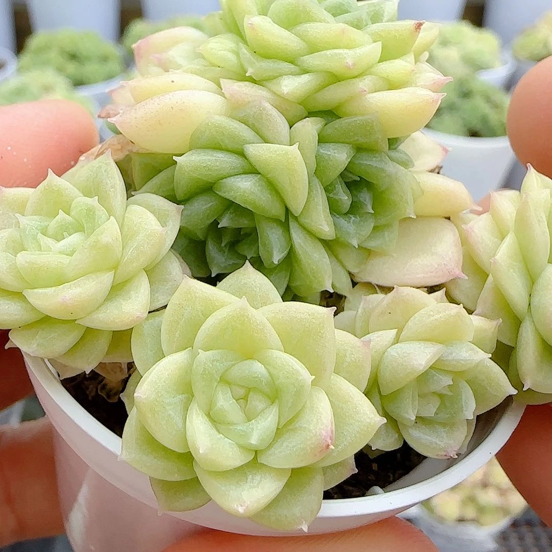 【闪购商品】0704-13瓷白麦杆