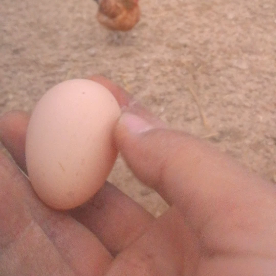 包装中国大陆3斤正宗散养土鸡蛋30枚