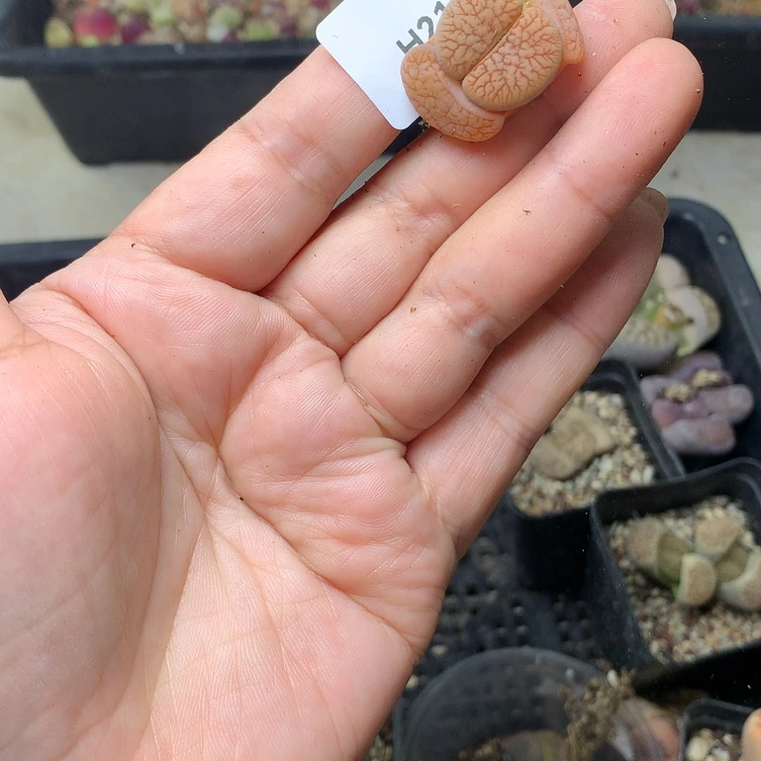 淼*媛H216多肉植物保护研究所