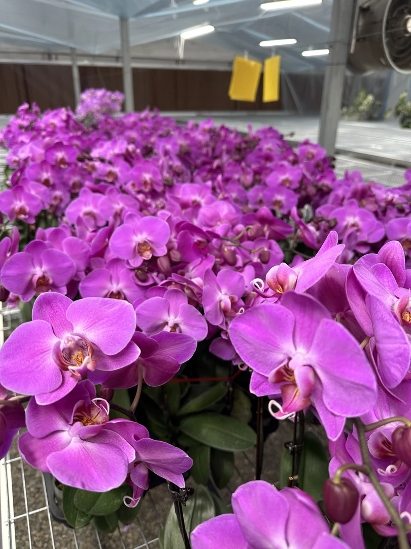 孟菲斯【2.8寸杯】高档蝴蝶兰鲜花盆栽