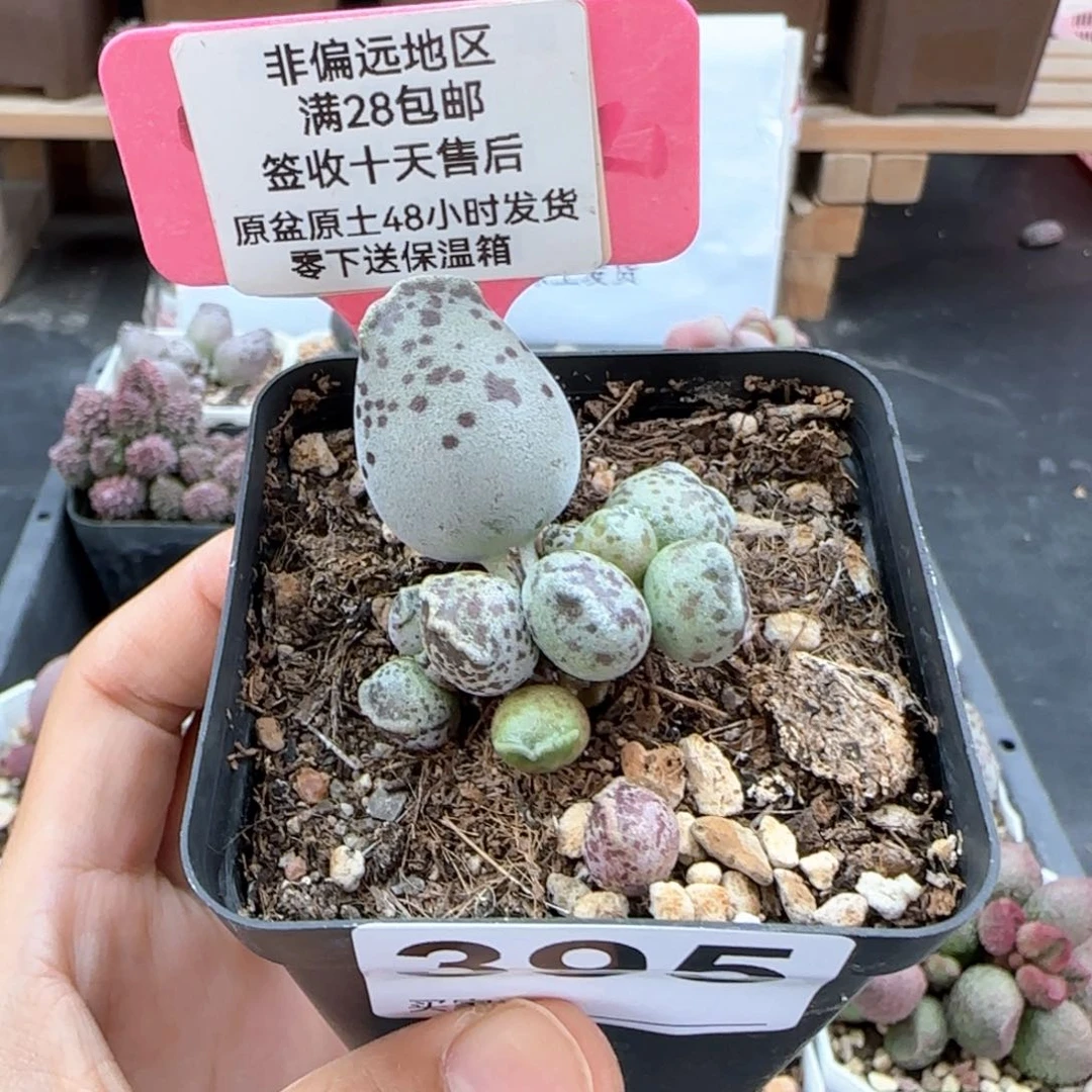 395丸叶海豹多肉