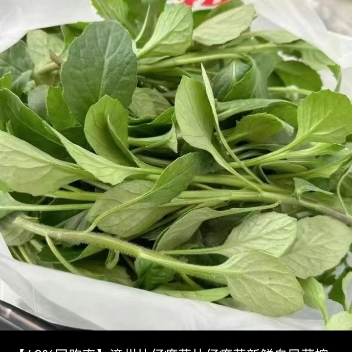 四川农家天气新鲜豌豆尖油麦菜现采现发保鲜发货云南菜