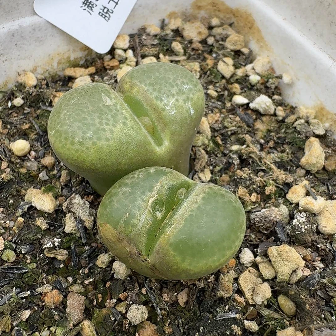 614多肉哈哈哈哈哈哈哈