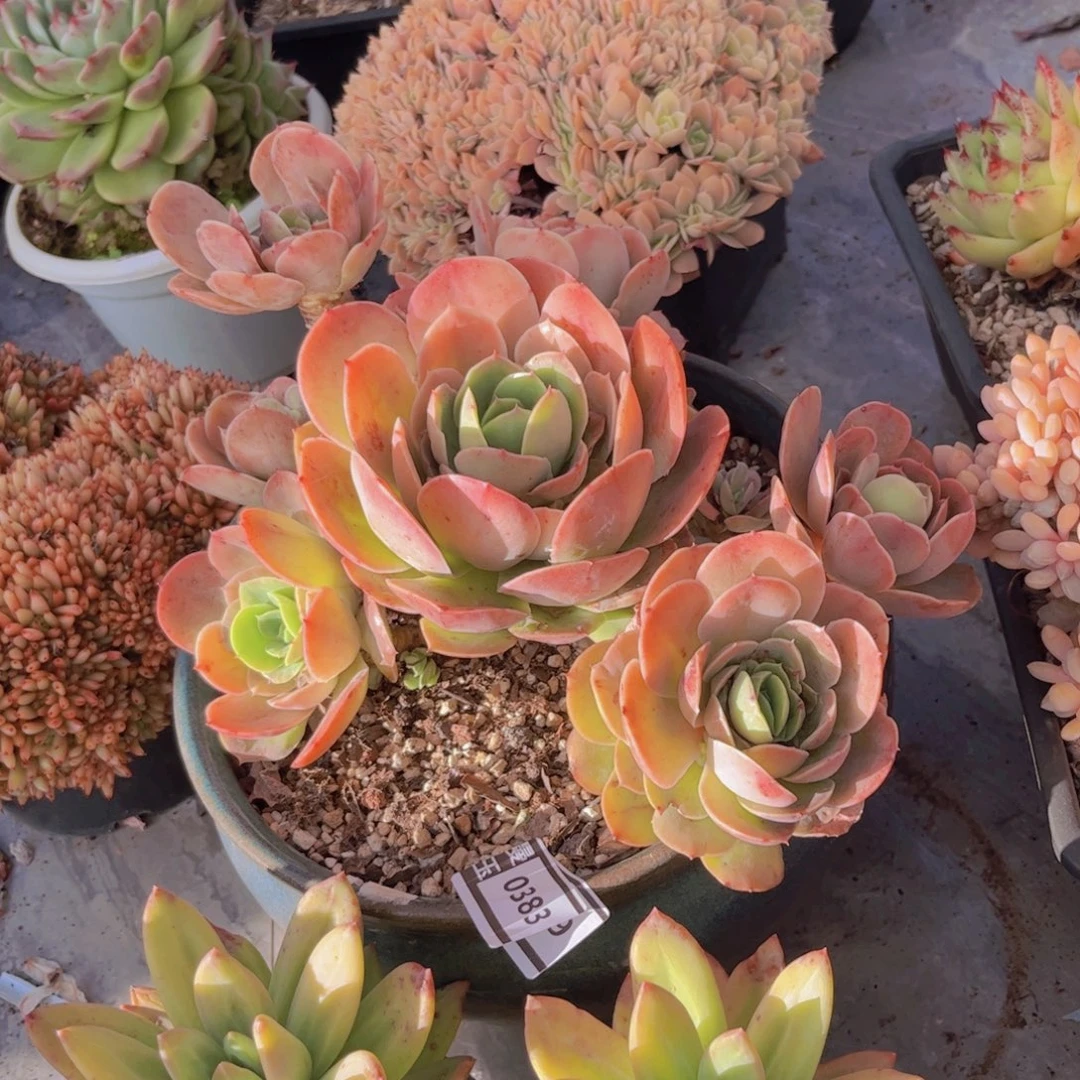 桃花坞多肉植物0383