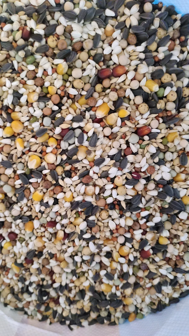 竞翔换羽粮信鸽赛鸽换羽期鸽粮