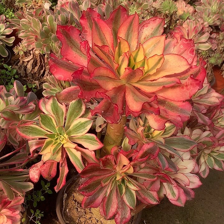 多肉植物魅影法师1号