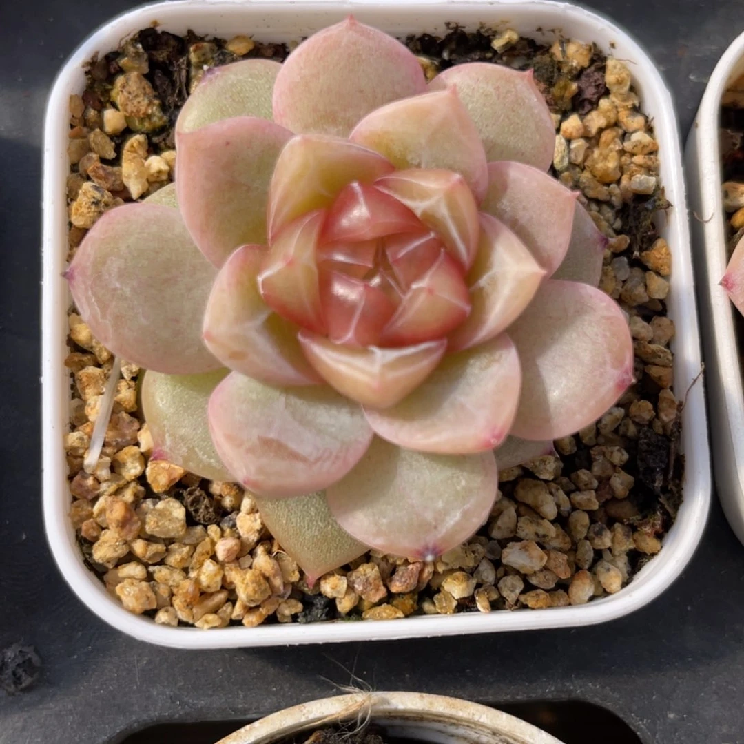 优选珍妮多肉福利2951