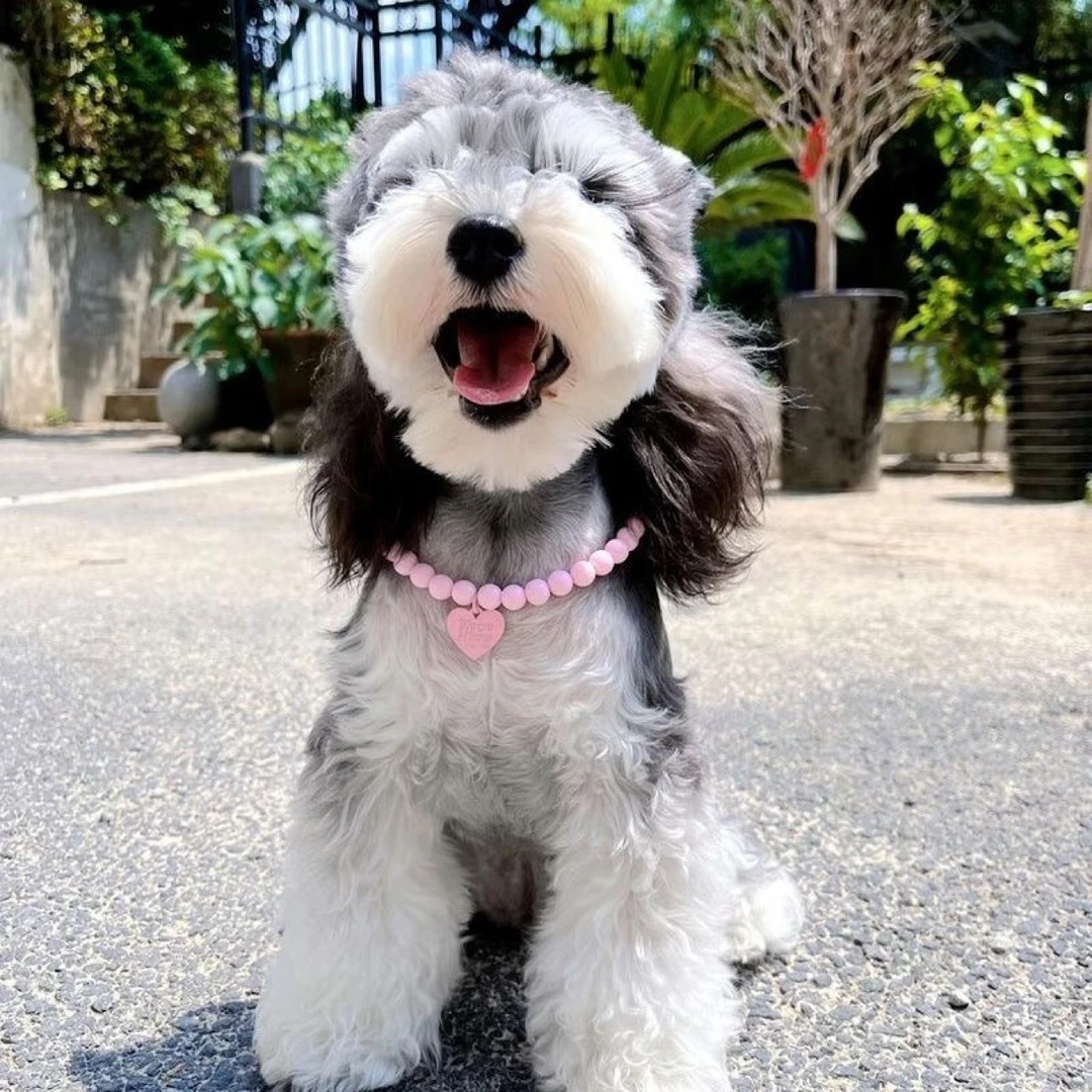 马卡龙彩色宠物项圈猫咪狗狗项链宠物用品配饰多彩玄色比熊雪纳瑞