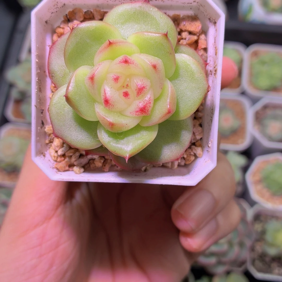 ·***八玉玲珑多肉植物链接