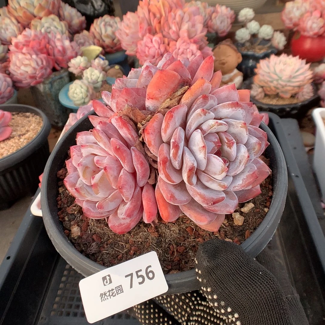 756雪天使多肉植物6666