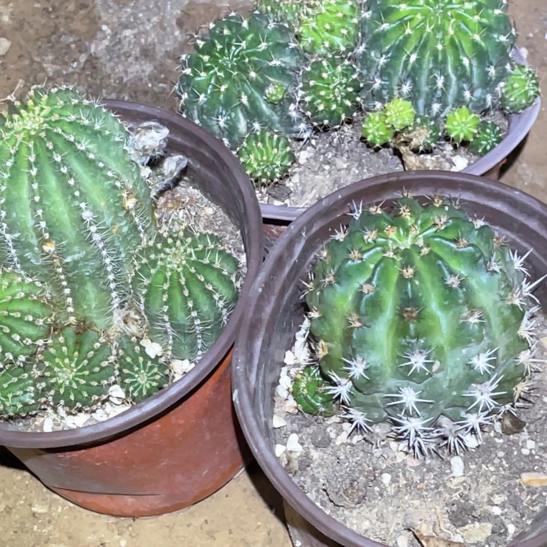 ****丽花 3颗 脱土脱盆摘花满20包邮盲拍
