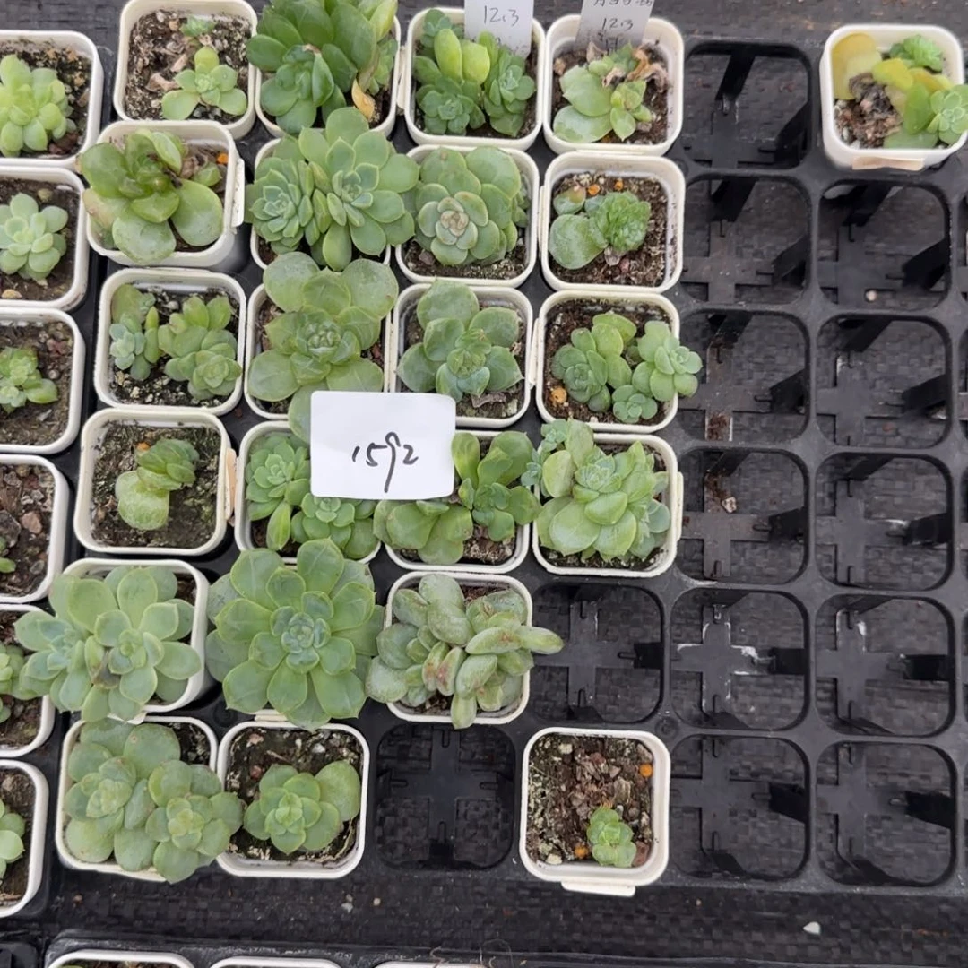 1592 号1半框满20包邮