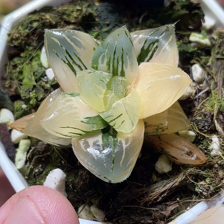 872大型玉露锦特选福利