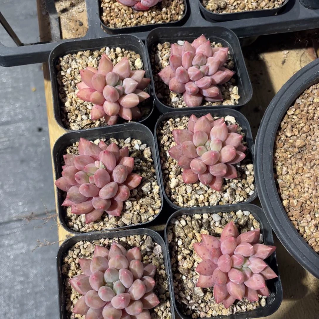 美人单头多肉六个一组