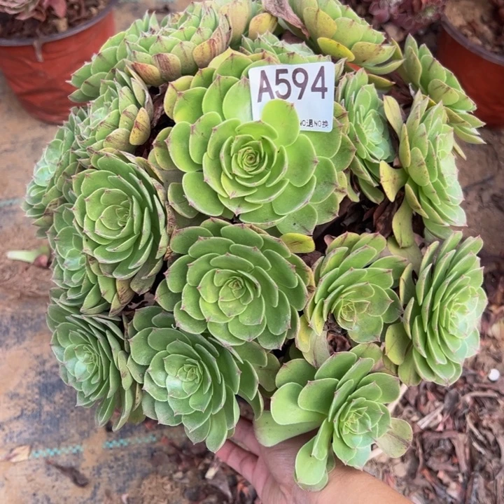 万拉丝多肉植物594.