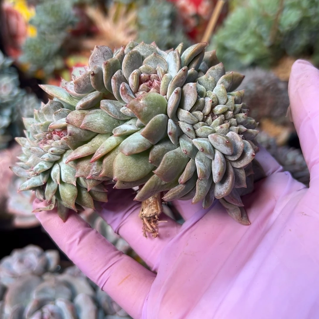 石*格新年快乐 新年快乐 新年快乐