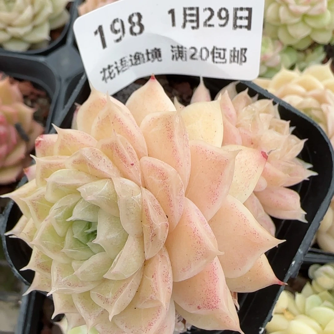 花语逸镜0129-198