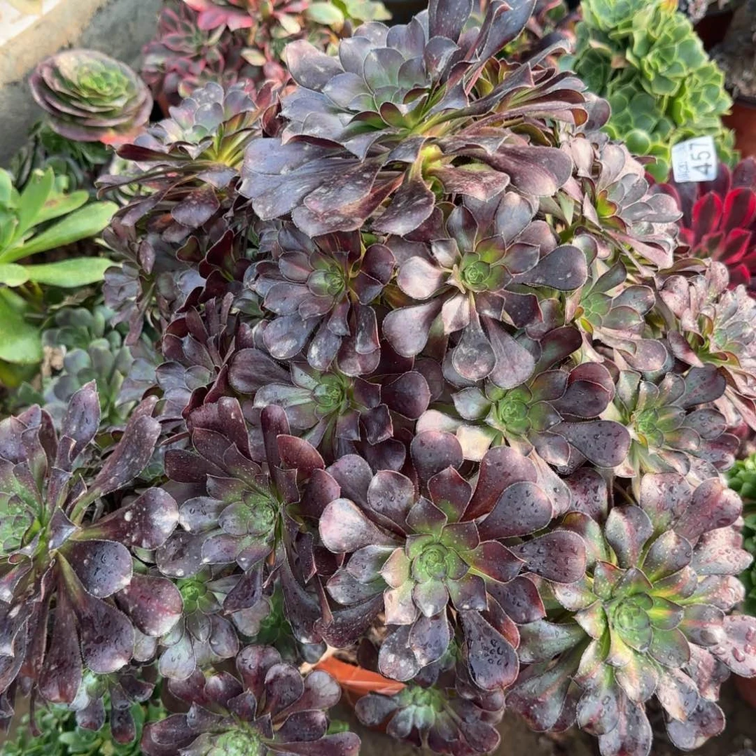 晚霞四年桩孤品包邮断枝不包