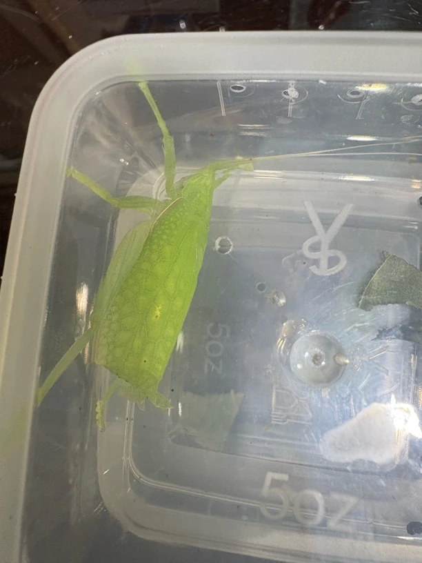 云翡螽爬虫鸟叫声模型