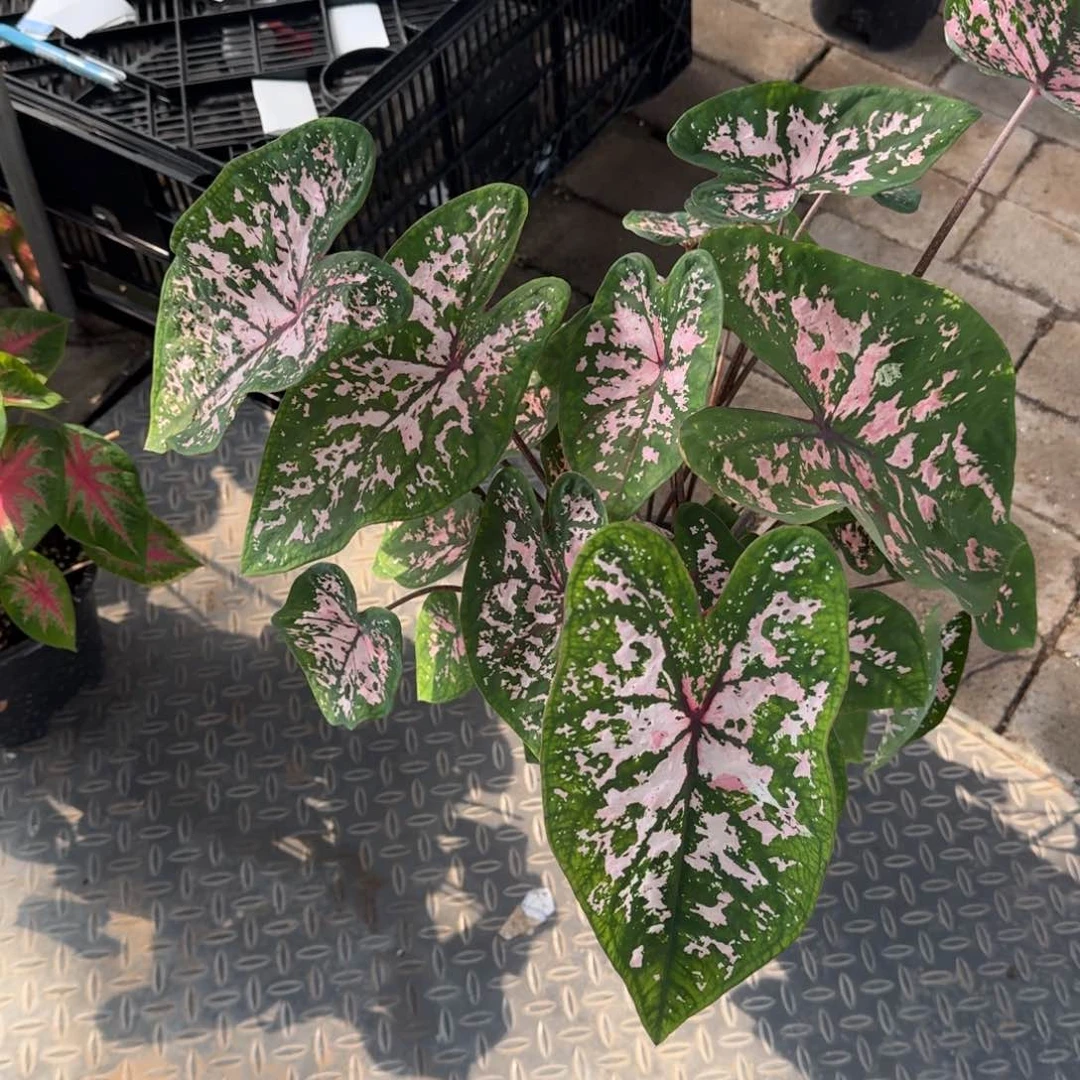 无花朵粉色飞溅035彩