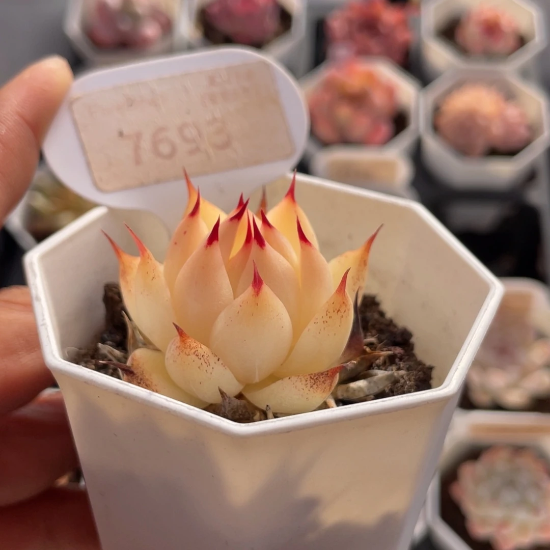 托斯卡内利4.0厘米