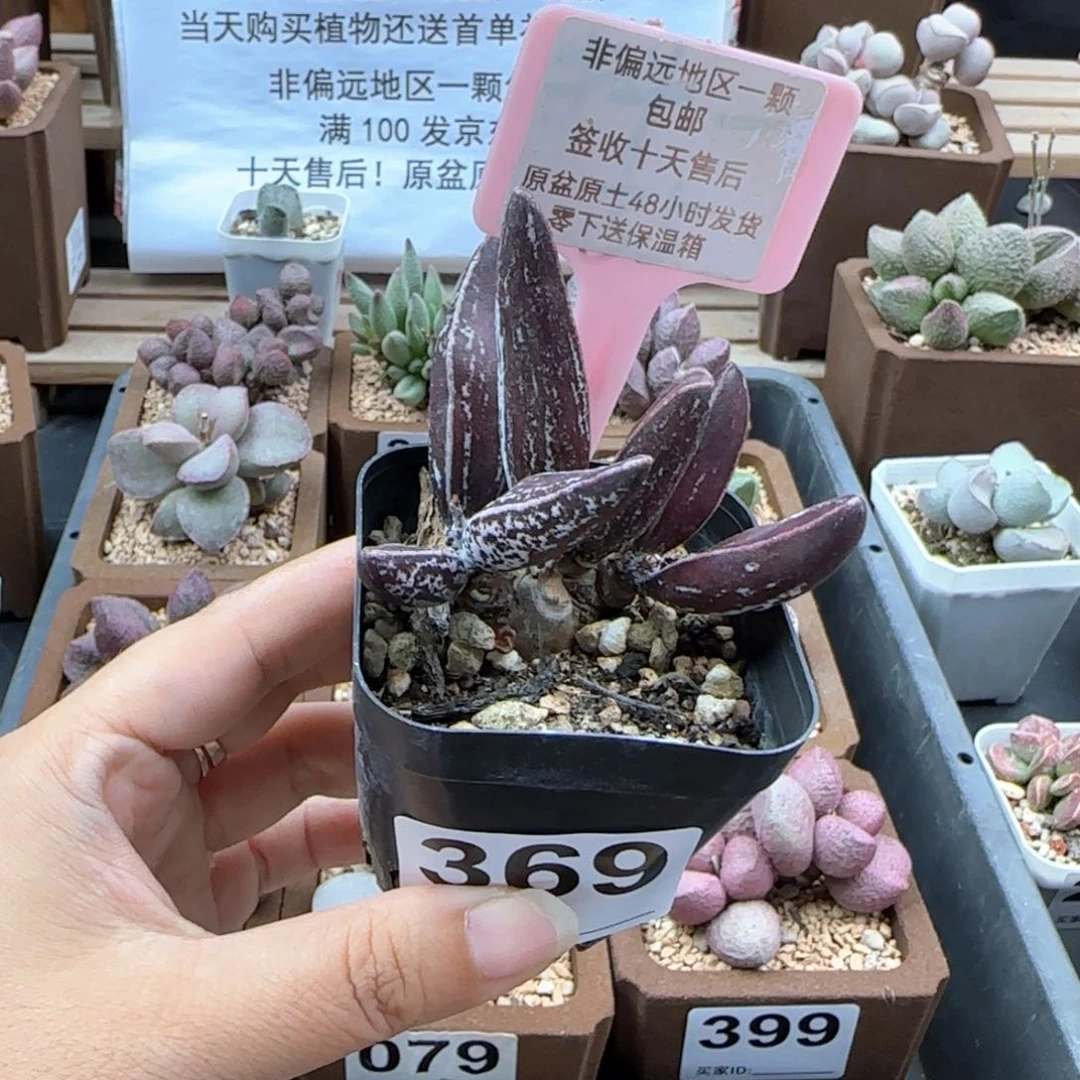 369黑肌楞叶多肉植物