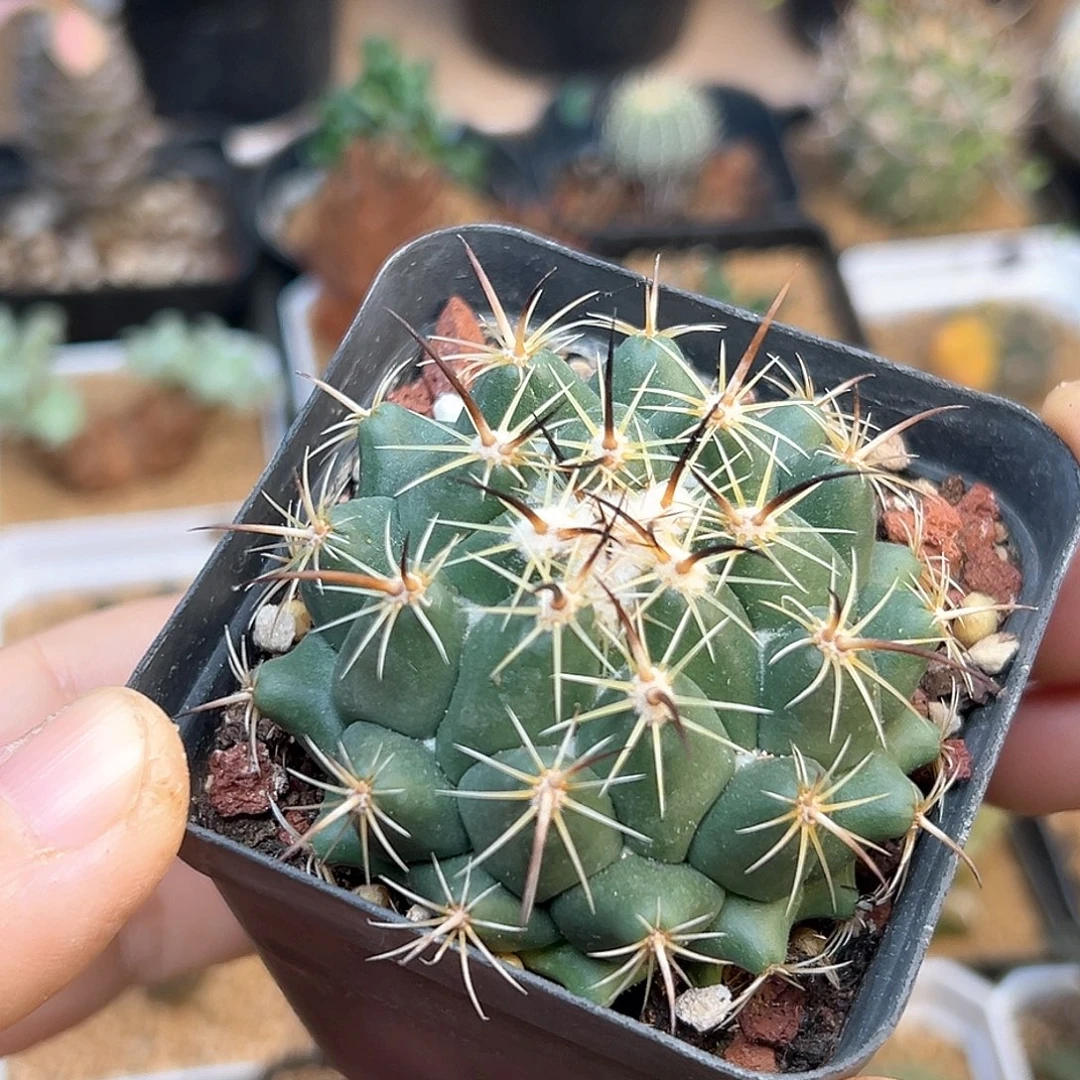 古镜丸实生球一颗