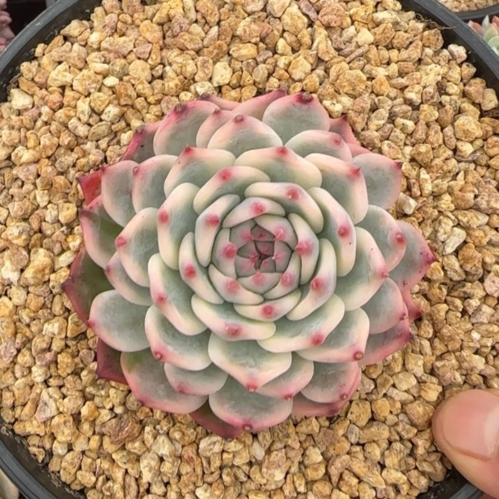 10厘米的尺寸一物一拍的