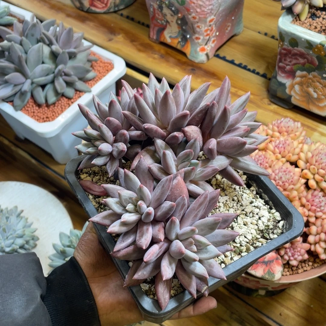 水晶球树朵多肉植物