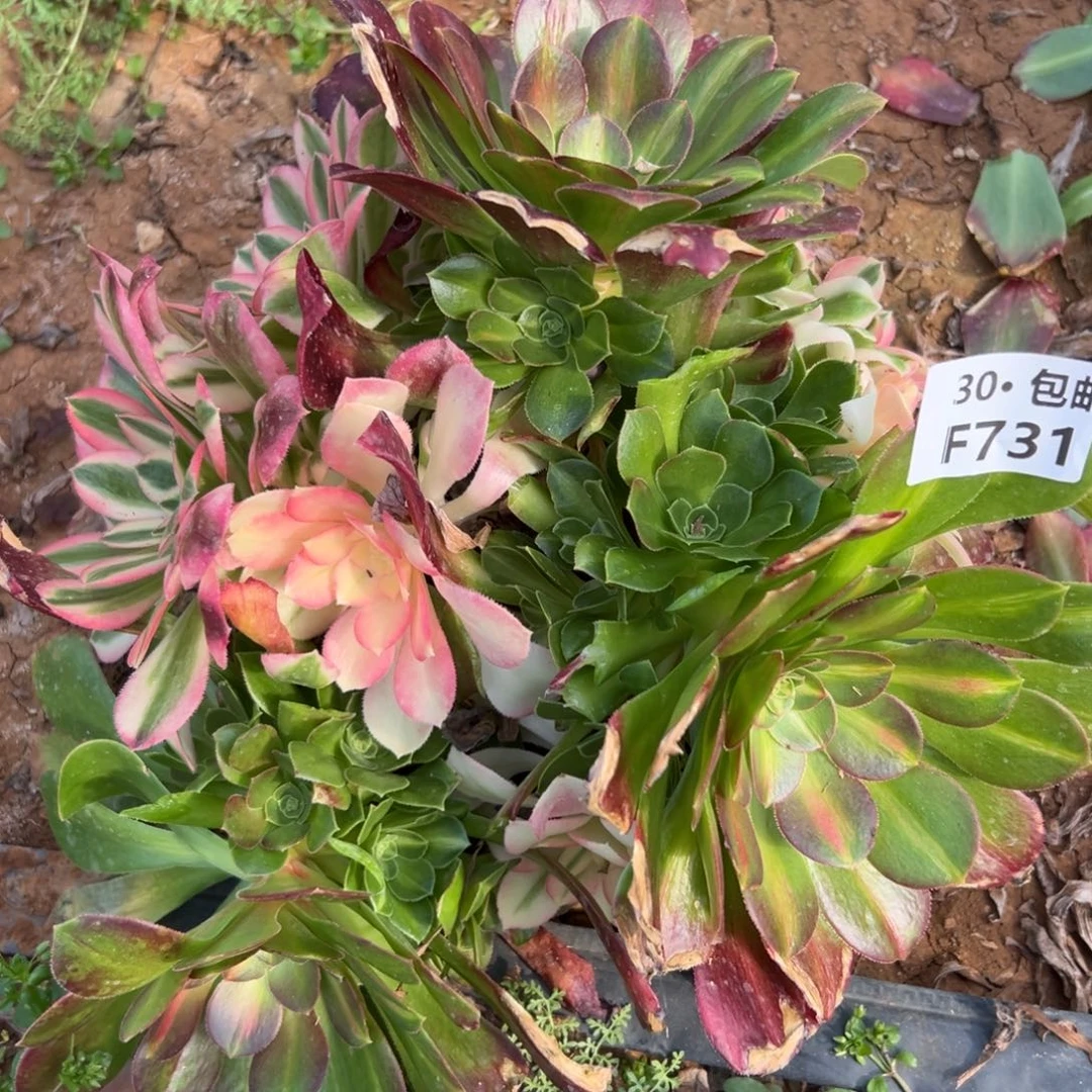 731女巫中斑多肉法师