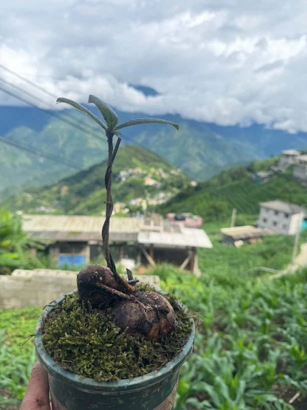 峡谷金边大叶，一年四季常青