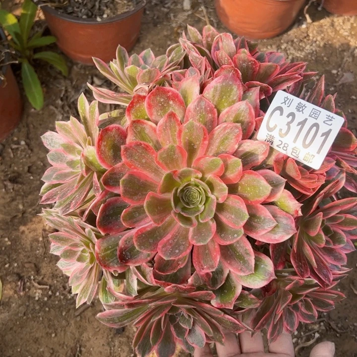 浣纱多肉植物法师3101