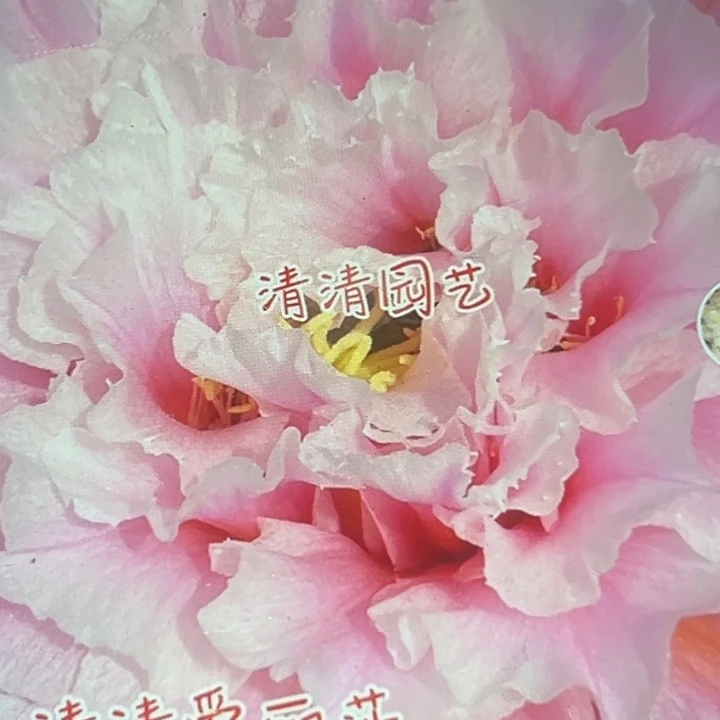 清清爱丽莎根瑕疵有黑点