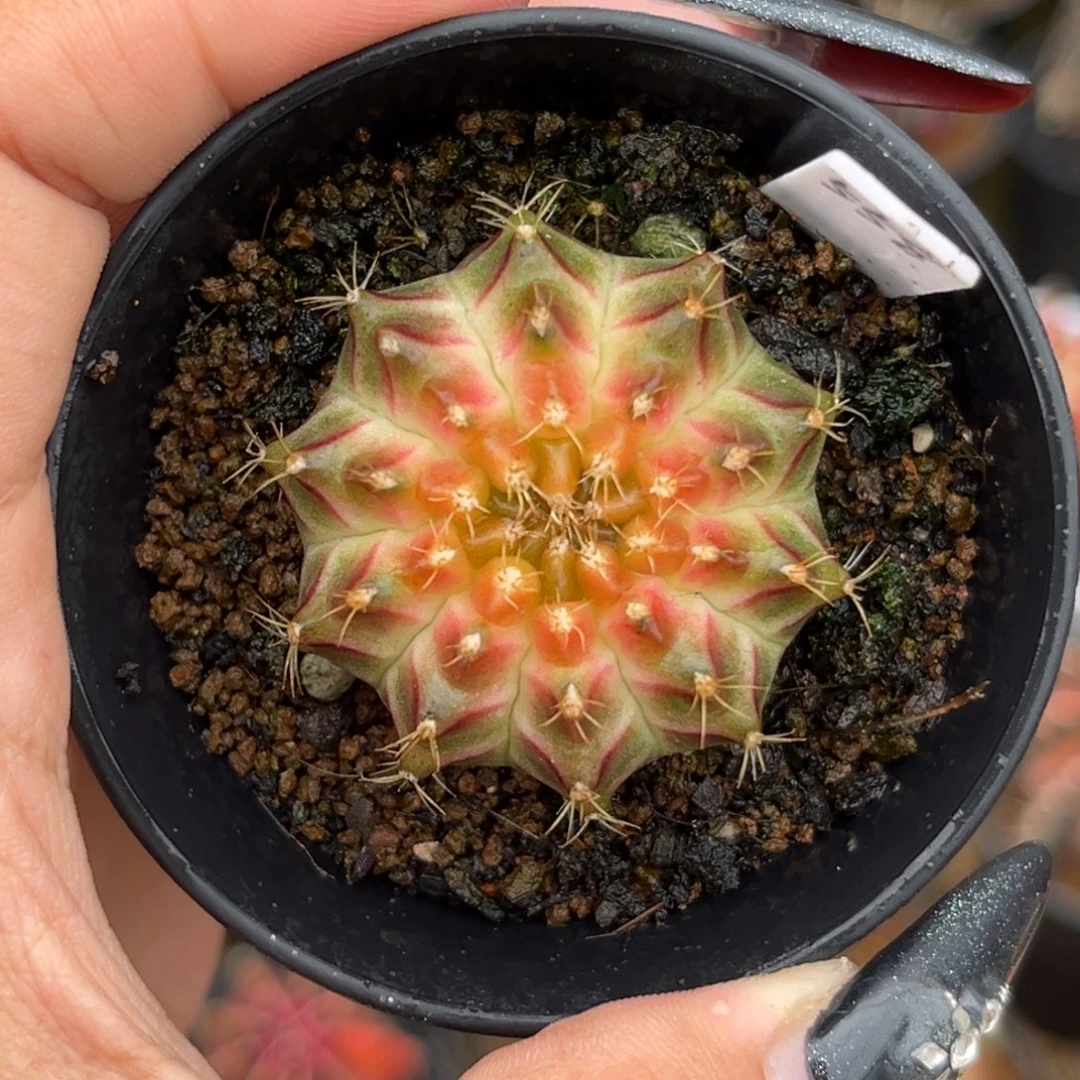 558 泰系轮回 带盆土发货