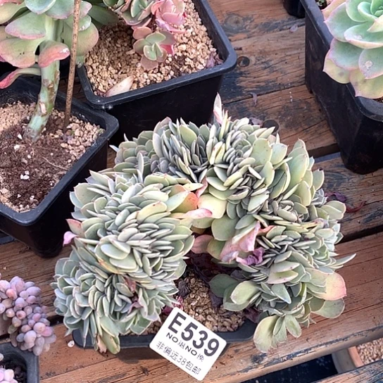 白凤杂pink缀化 539 退款拉黑需要延时发货