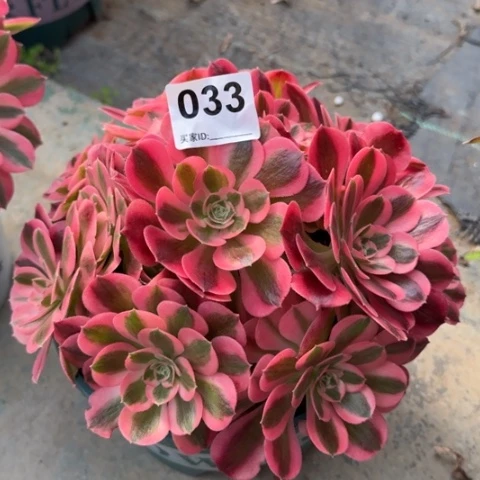 033女巫20厘米左右