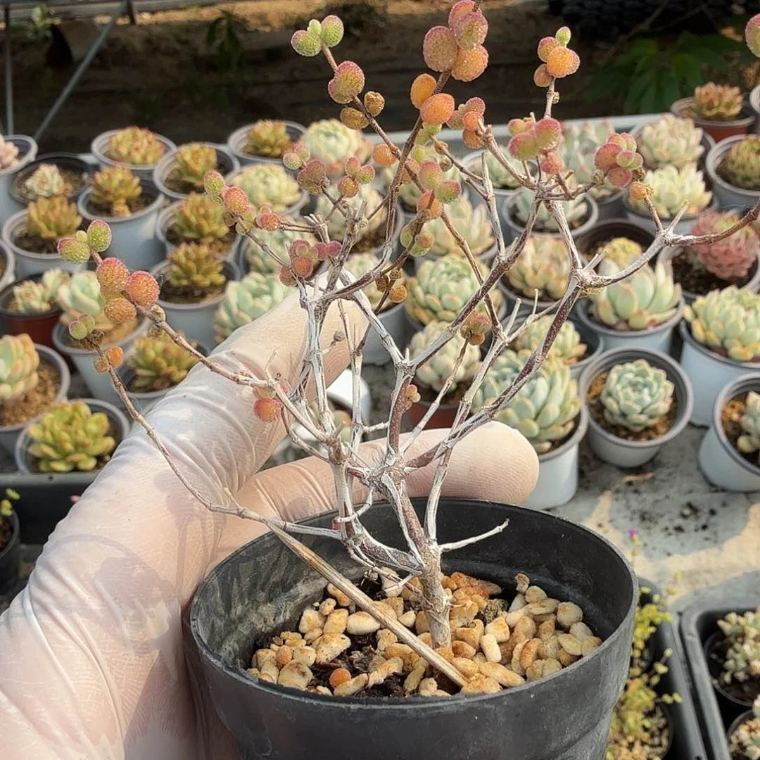 枝干番杏糖球糊斑锦，带盆发，满28包邮