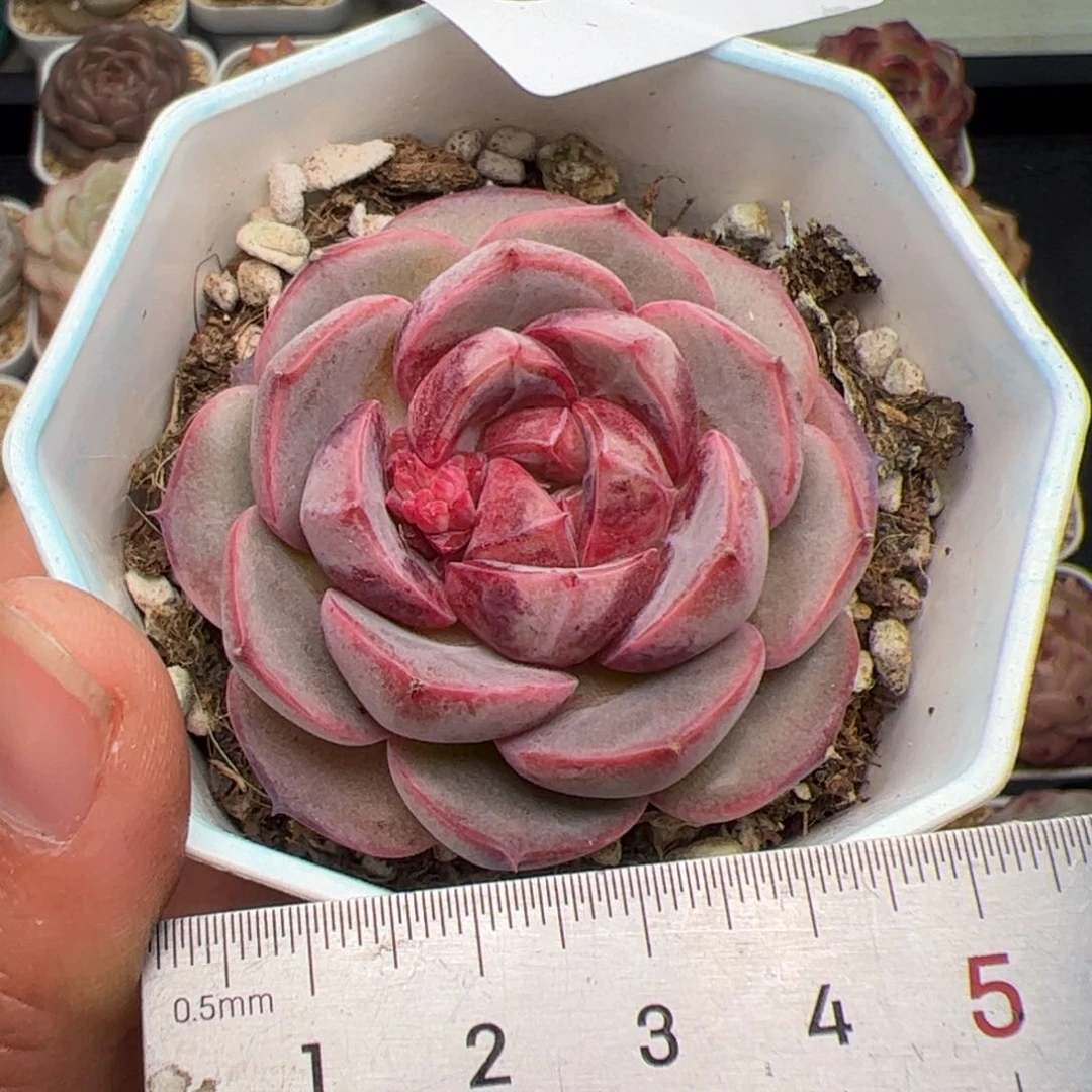 538 多肉植物组合