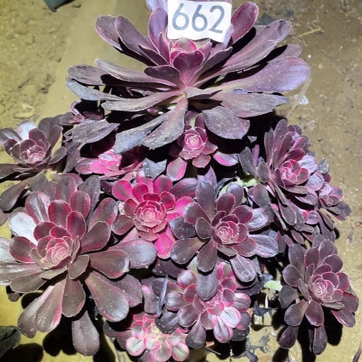多肉植物法师662丽娜