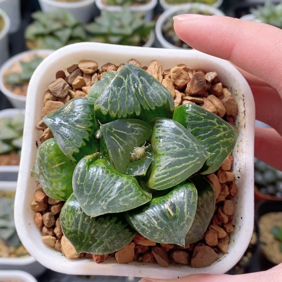 巨大化独龙寿玉露多肉