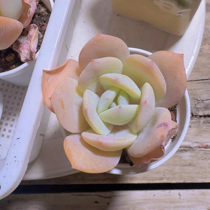 白茶多肉植物7.8