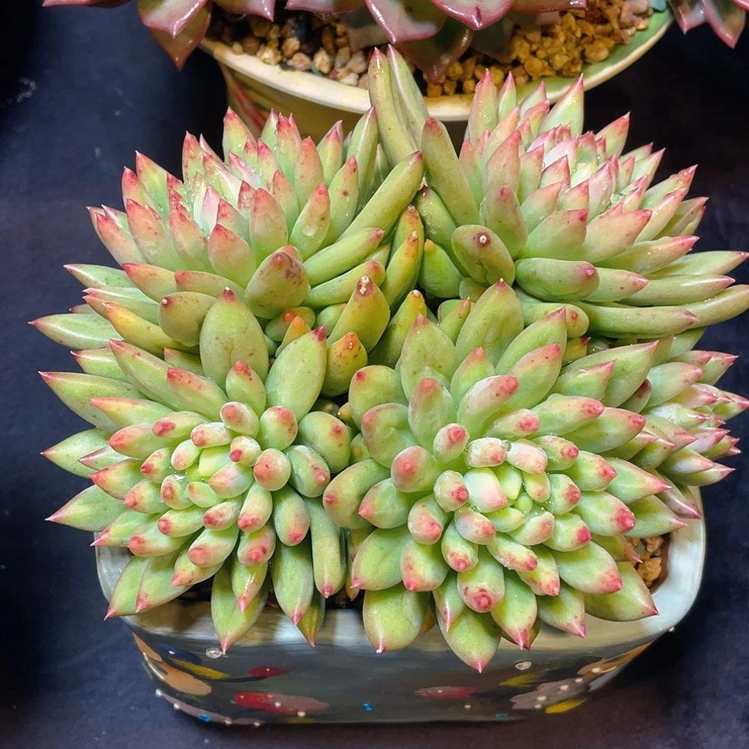 多肉植物脱土包邮
