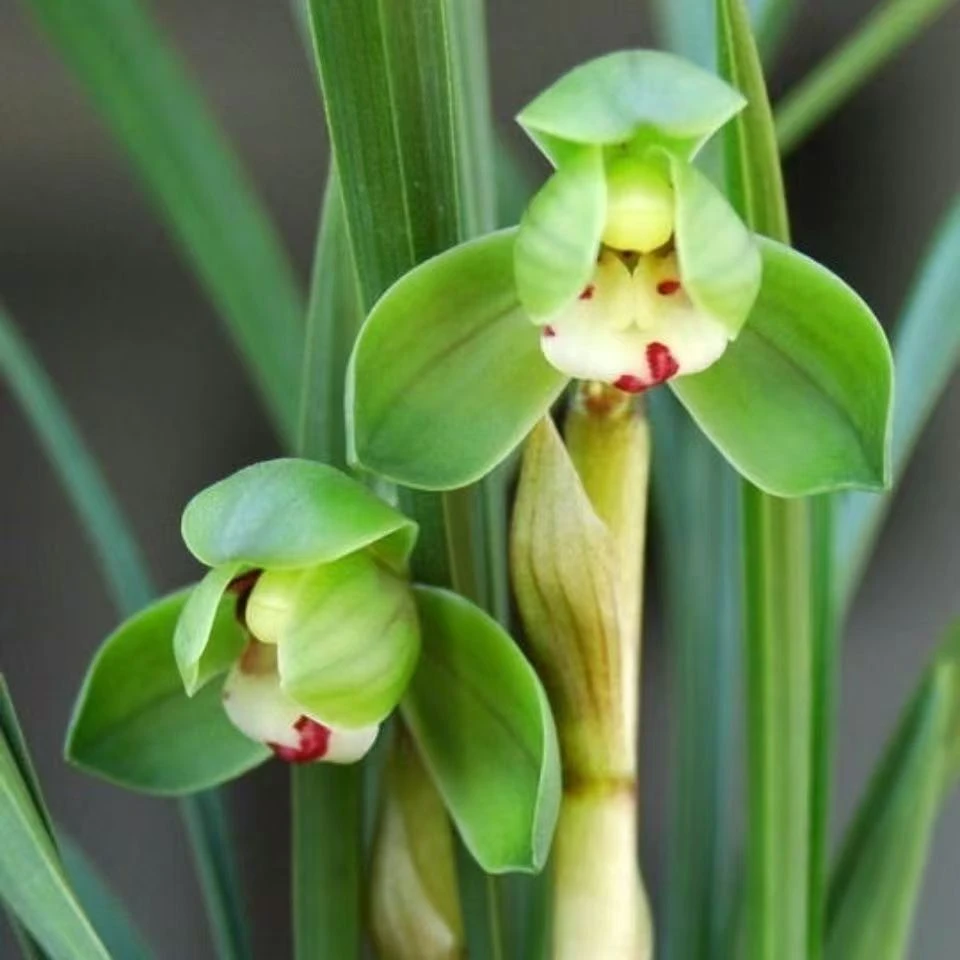 春兰 绿翡翠 荷瓣浓香型古风花盆栽好室内阳台高端兰花绿植盆栽
