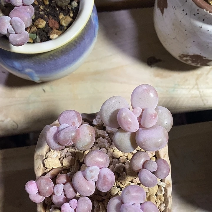 胭脂精品多肉桃蛋009