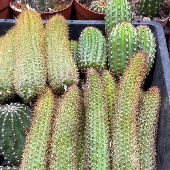 新品金妞玛丽珍黄保15侧芽