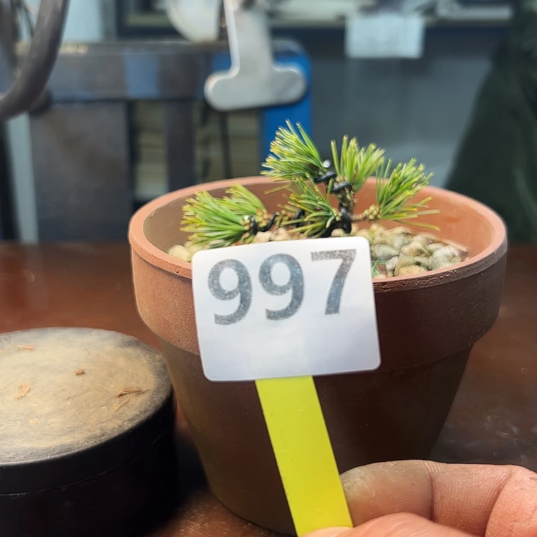 无花朵健健康康快快乐乐