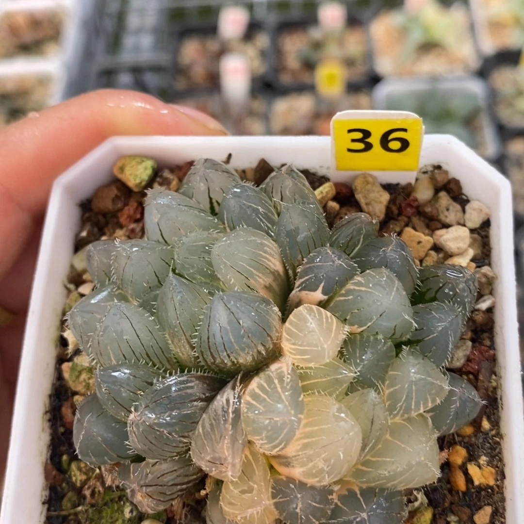 不开花植物36玉露