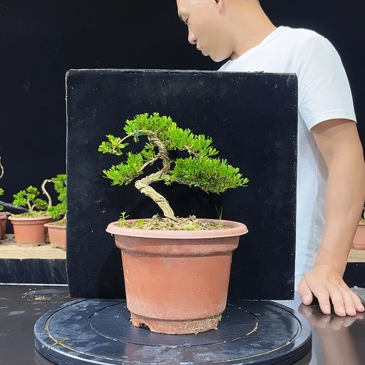 无花朵黄杨盆景土球发货