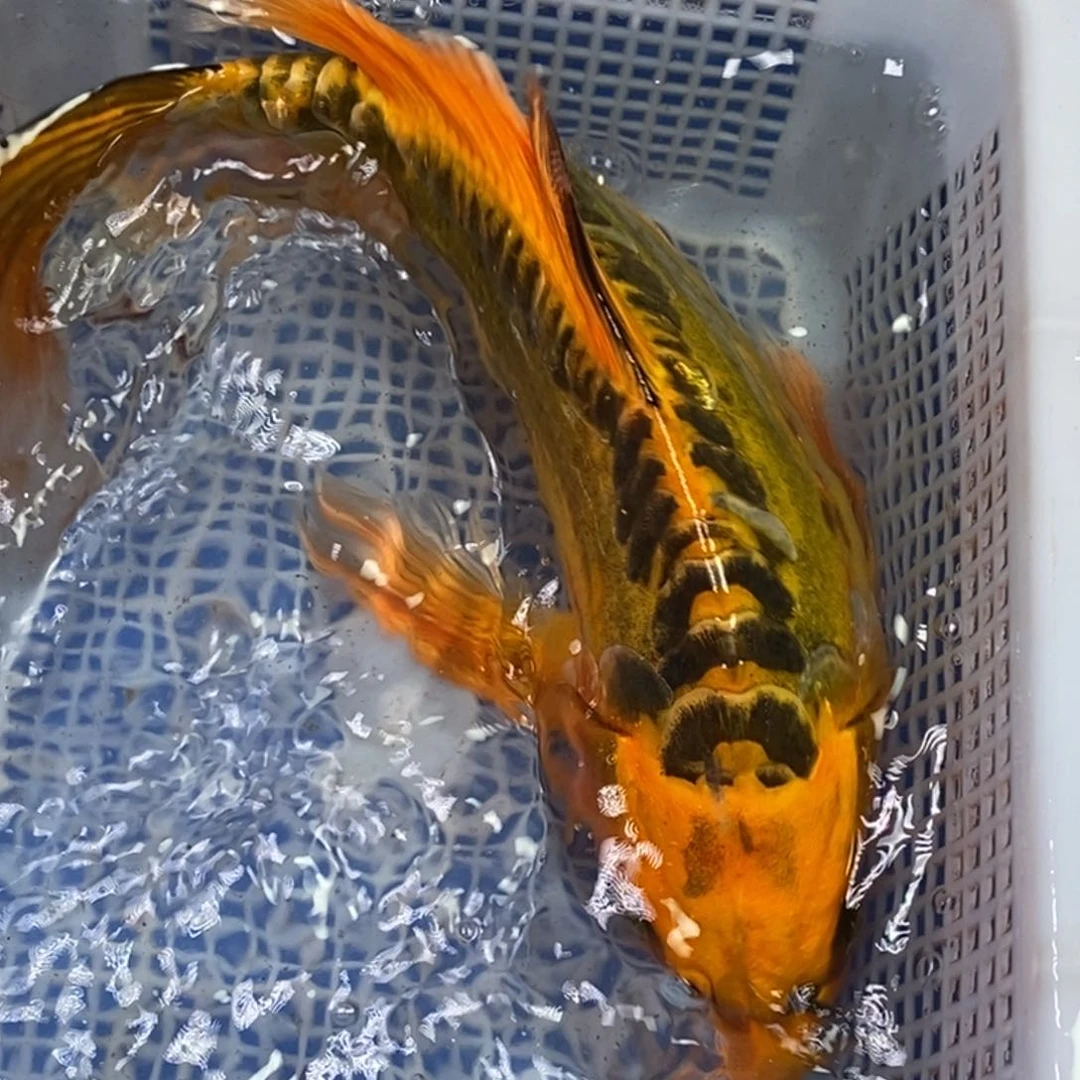 锦鲤冷水锦鲤包邮
