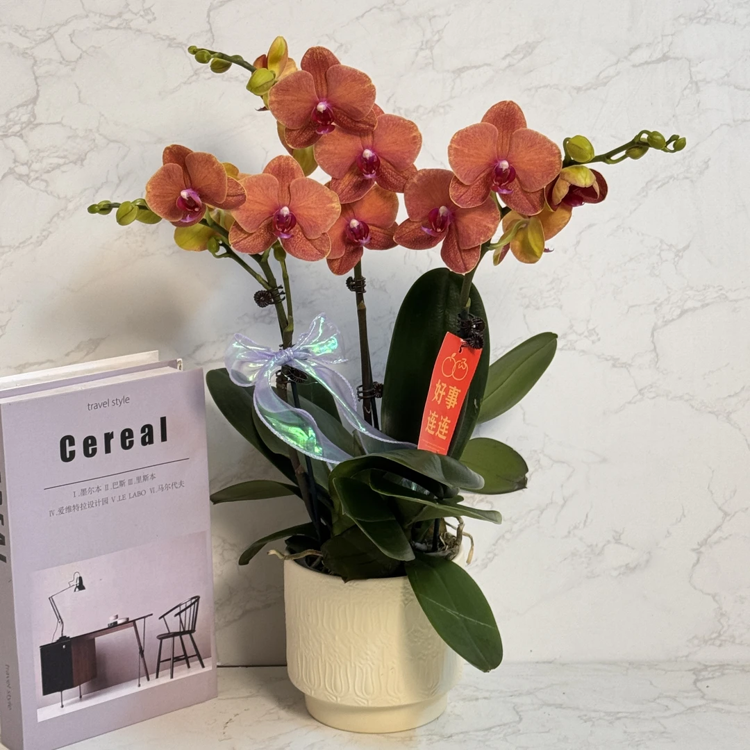 多彩优选（金桔）欧品清新蝴蝶兰鲜花室内送礼高端花卉